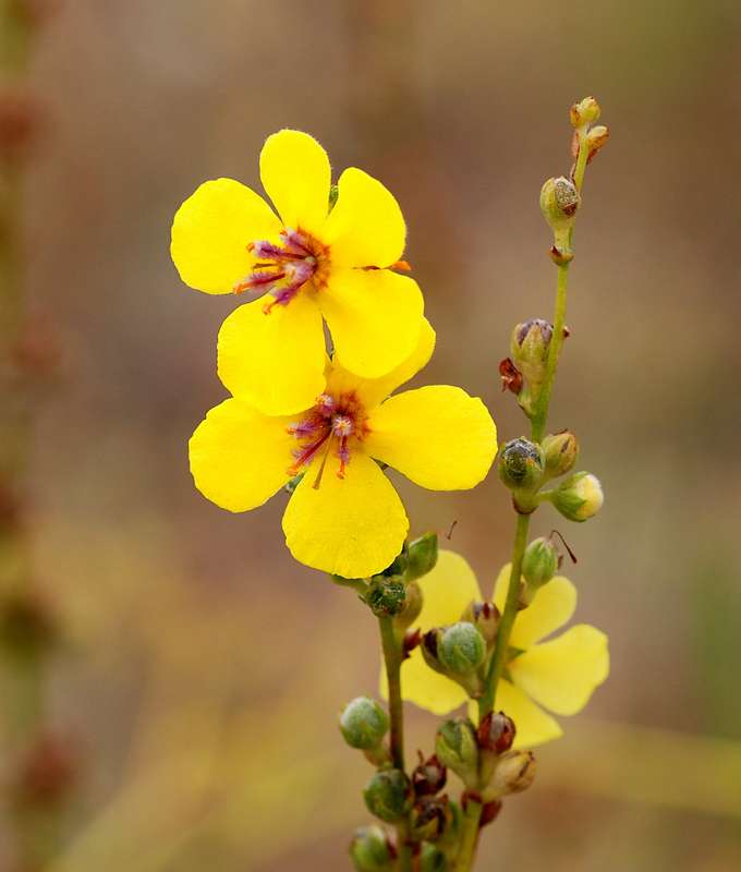 MULLEIN x 100 seeds