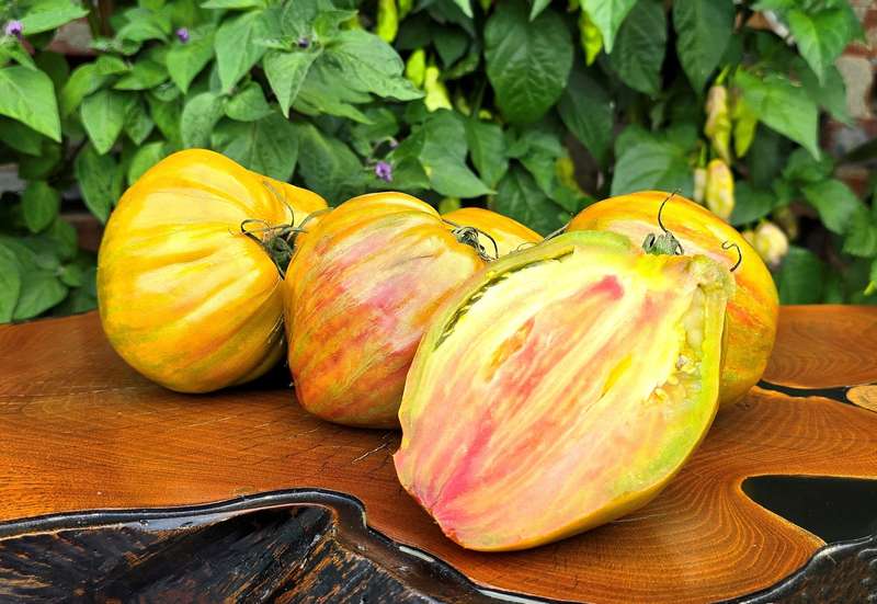 Huge festival Green tulip tomato x 10 seeds