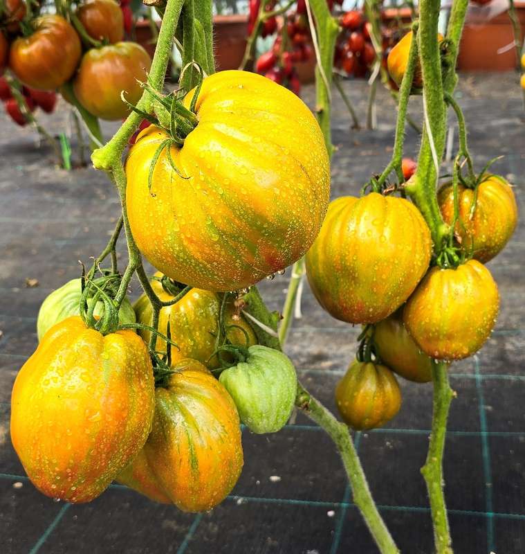 Huge festival Green tulip tomato x 10 seeds