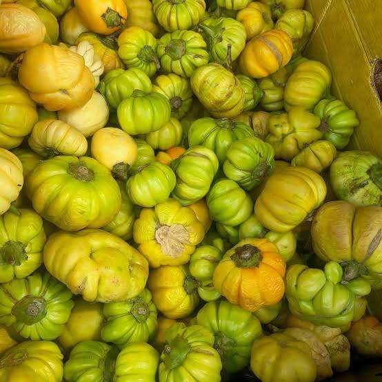 African Bitter EggPlant x 12 organic seeds