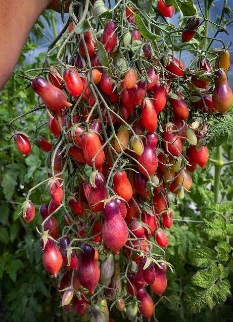 German MARCHENFEE cherry tomato x 10 seeds organic