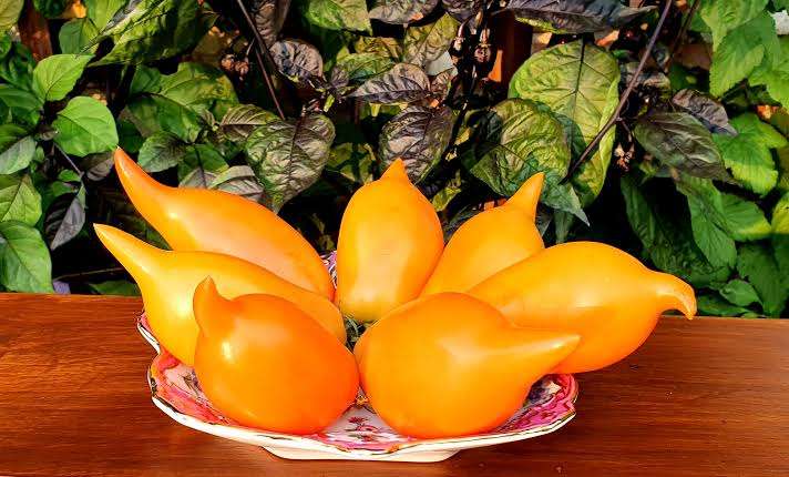BURATINO / PINOCCHIO TOMATO x 10 seeds