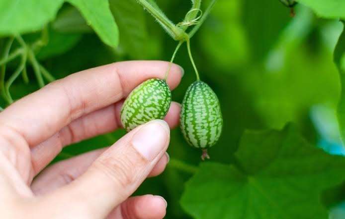 Cucamelon / Mouse melon x 6 seeds