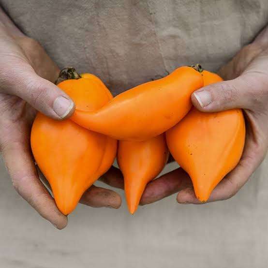 BURATINO / PINOCCHIO TOMATO x 10 seeds