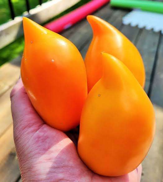 BURATINO / PINOCCHIO TOMATO x 10 seeds