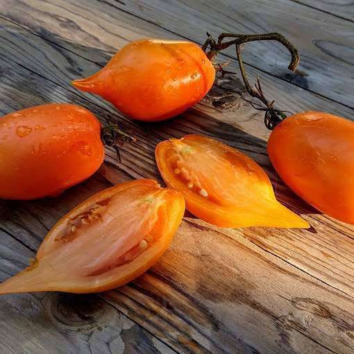 BURATINO / PINOCCHIO TOMATO x 10 seeds