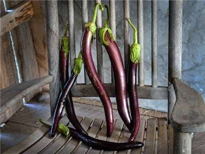SNAKE OF MUGLA EGGPLANT x 15 seeds