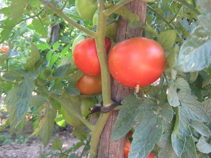 FLORADADE TOMATO x 15 seeds