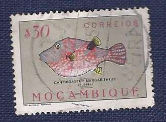 Mozambique/1951Fish   $30    Puffer (Canthigaster margaritatus)