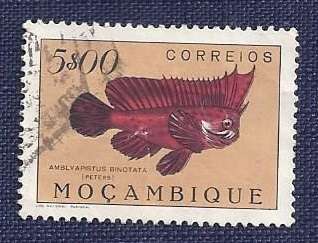Mozambique/1951Fish   5$00    Dusky Surgeonfish (Teuthis nigrofuscus)