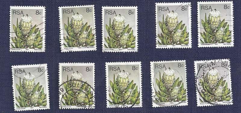 RSA. 1977.Flora - Protea Plants  8c  x 10    Forest Sugarbush
