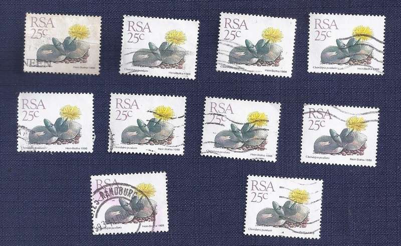 RSA. 1988. Flora - Succulents  Cheiridopsis peculiaris  25c x10