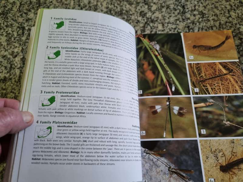 FIELD GUIDE TO INSECTS OF SOUTH AFRICA  MIKE PICKER CHARLES GRIFFITHS ALAN WEAVING entomology