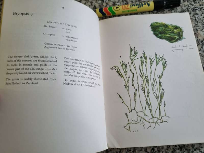 THE SEAWEEDS OF THE TSITSIKAMA COASTAL NATIONAL PARK Dr S C SEAGRIEF  Eng /Afr ( marine biology