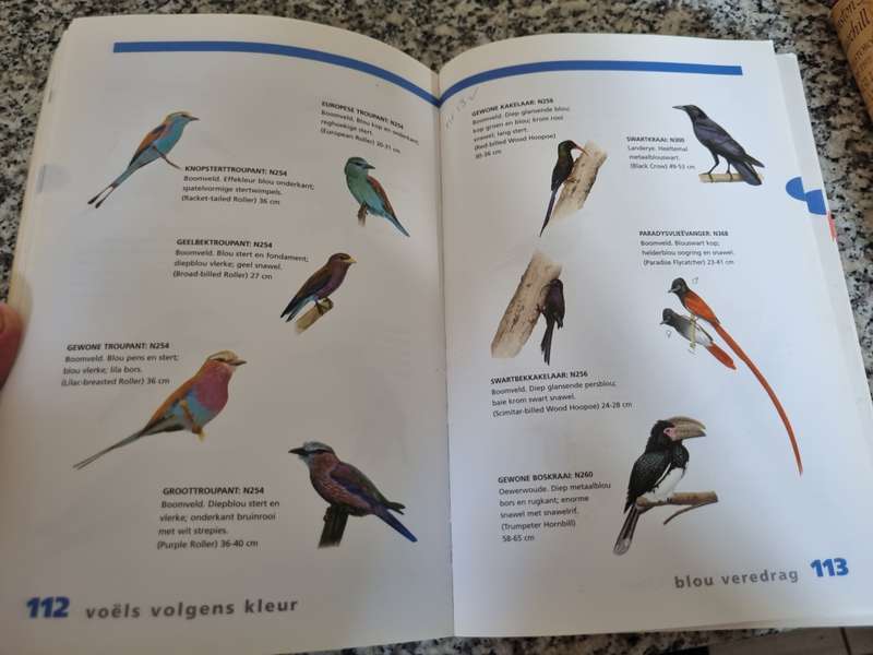 NEWMAN SE VOELS VOLGENS KLEUR KENNETH NEWMAN