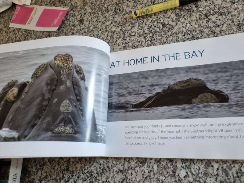 HERMANUS WHALES A Photographic Journey with Southern Right Whales SIGNED DAVE de BEER marine