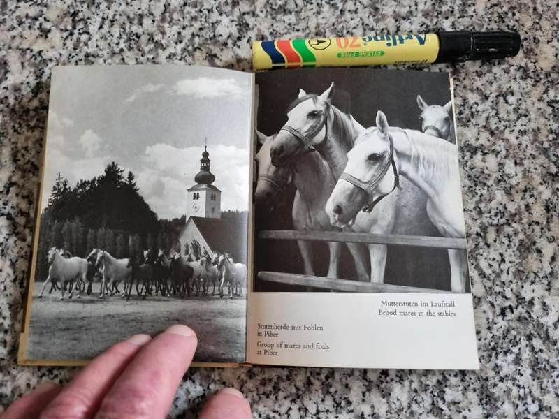 THE LIPIZZANERS and the SPANISH RIDING SCHOOL Wolfgang Reuter 1969 ( horses )
