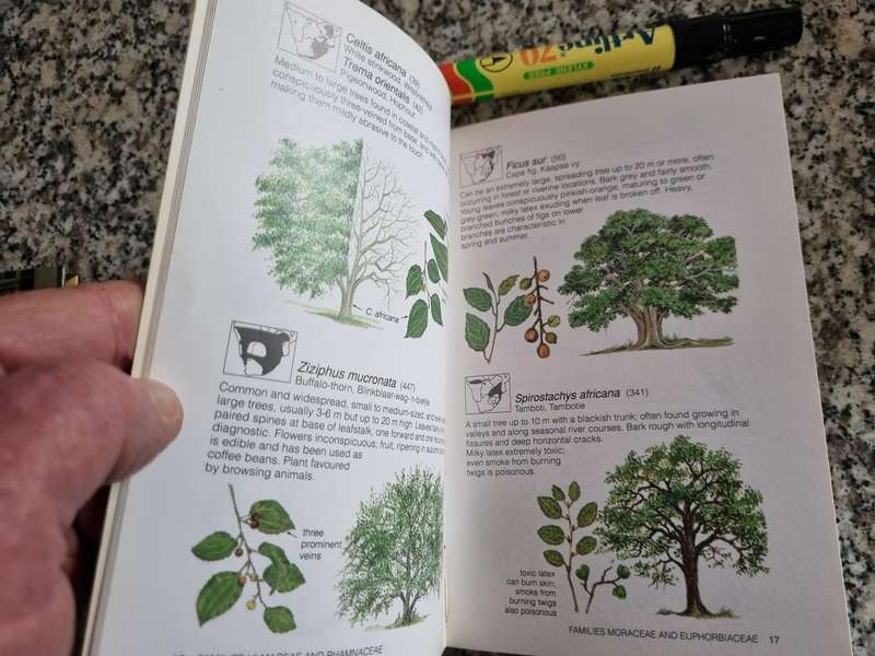 COMMON TREES of Southern Africa Struik Pocket Guide EUGENE & GLEN MOLL