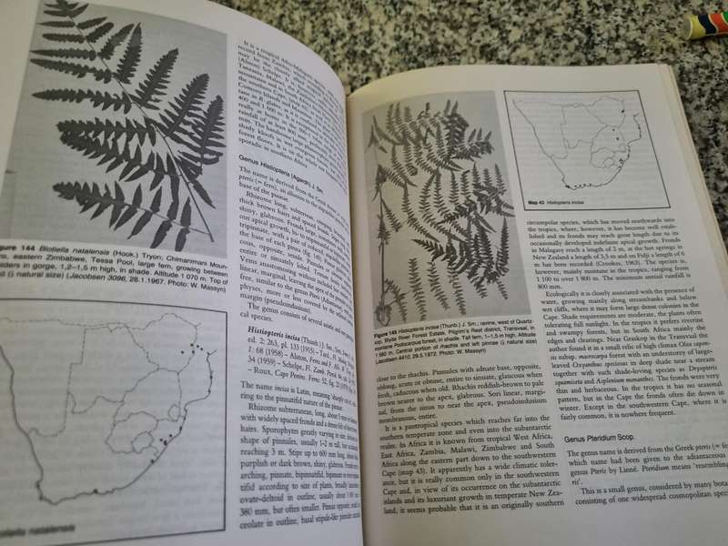 The FERNS and FERN ALLIES OF SOUTHERN AFRICA W B G JACOBSON (  botany non flowering plants flora )