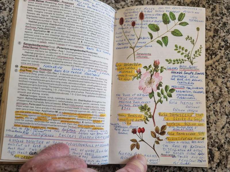 The Hamlyn Guide to EDIBLE & MEDICINAL PLANTS  Britain & N. Europe, EDMUND LAUNERT note description