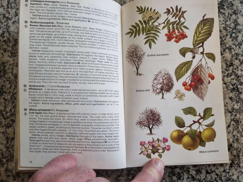 The Hamlyn Guide to EDIBLE & MEDICINAL PLANTS  Britain & N. Europe, EDMUND LAUNERT note description