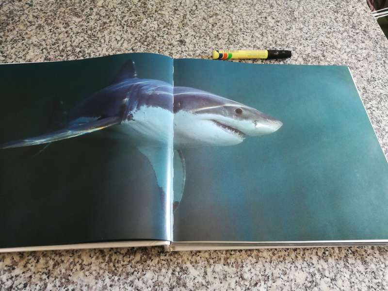 Sharks GREAT WHITES and EMINENT GREY CHRIS FALLOWS  Great White Sharks False Bay Cape Town fish