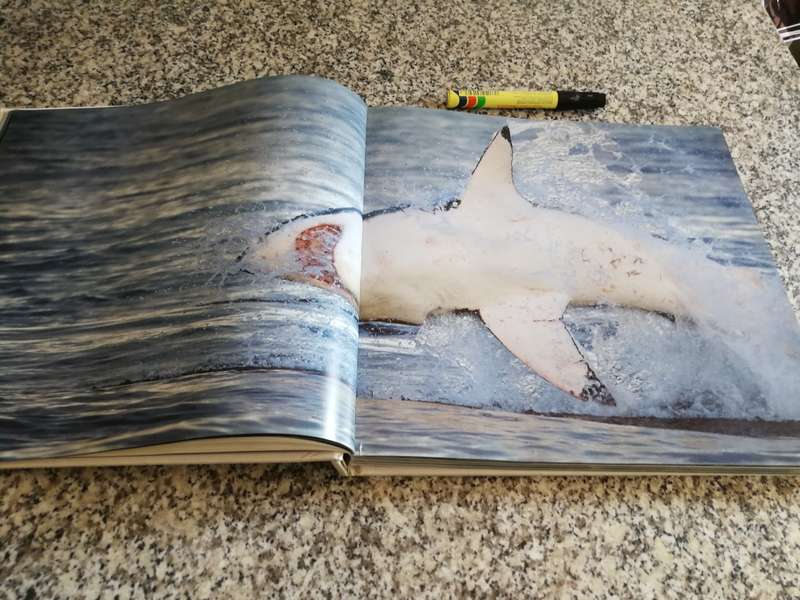 Sharks GREAT WHITES and EMINENT GREY CHRIS FALLOWS  Great White Sharks False Bay Cape Town fish