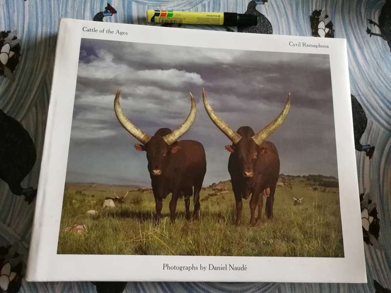CATTLE OF THE AGES  ANKOLA CATTLE IN SOUTH AFRICA  CYRIL RAMAPHOSA Photographs Daniel Naude