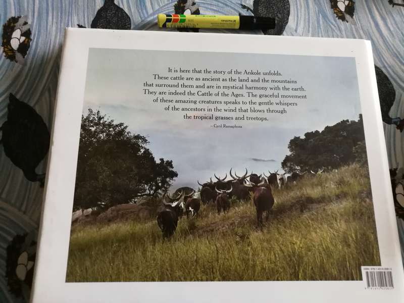 CATTLE OF THE AGES  ANKOLA CATTLE IN SOUTH AFRICA  CYRIL RAMAPHOSA Photographs Daniel Naude