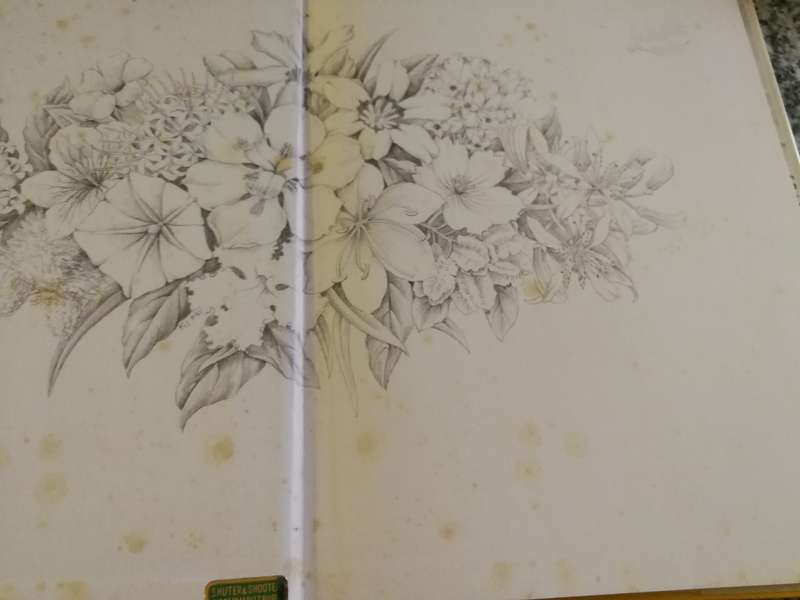 BARBARA JEPPE SOUTH AFRICA IS MY GARDEN 24 ORIGINAL WATER COLOURS 150 SPECIES IN COLOUR