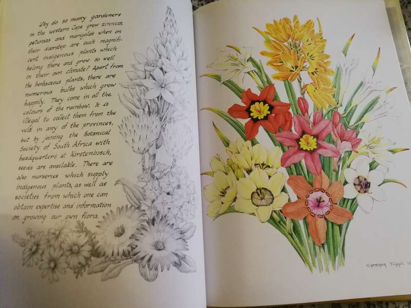 BARBARA JEPPE SOUTH AFRICA IS MY GARDEN 24 ORIGINAL WATER COLOURS 150 SPECIES IN COLOUR