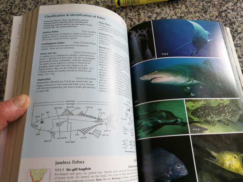 Fully Revised updated TWO OCEANS A GUIDE TO MARINE LIFE OF SOUTHERN AFRICA GM BRANCH  Seawater Fish