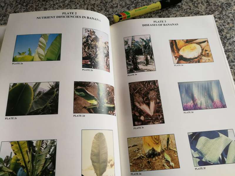 HANDBOOK OF BANANA GROWING IN SOUTH AFRICA Compiled & Edited J C ROBINSON  fruit farming bananas