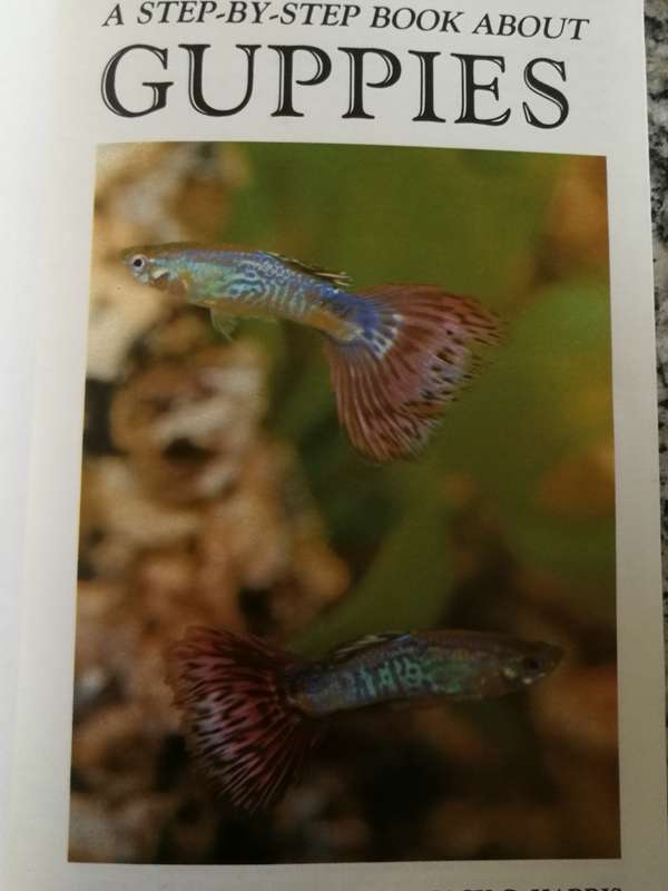 A Step by Step Book about GUPPIES JACK C HARRIS   (  tropical fish freshwater aquarium )