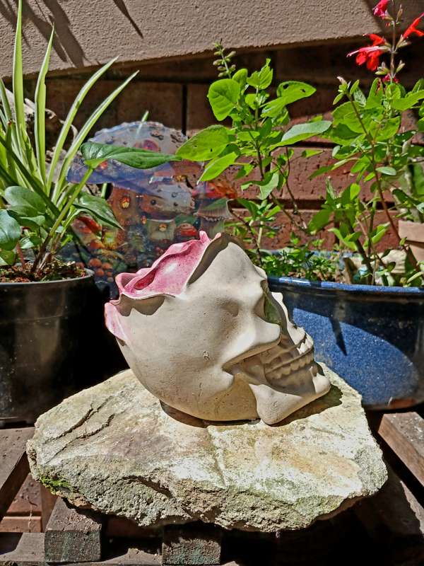 Hand-Cast Skull Planter with Rose  22cm Gothic Flowerpot for Home & Garden