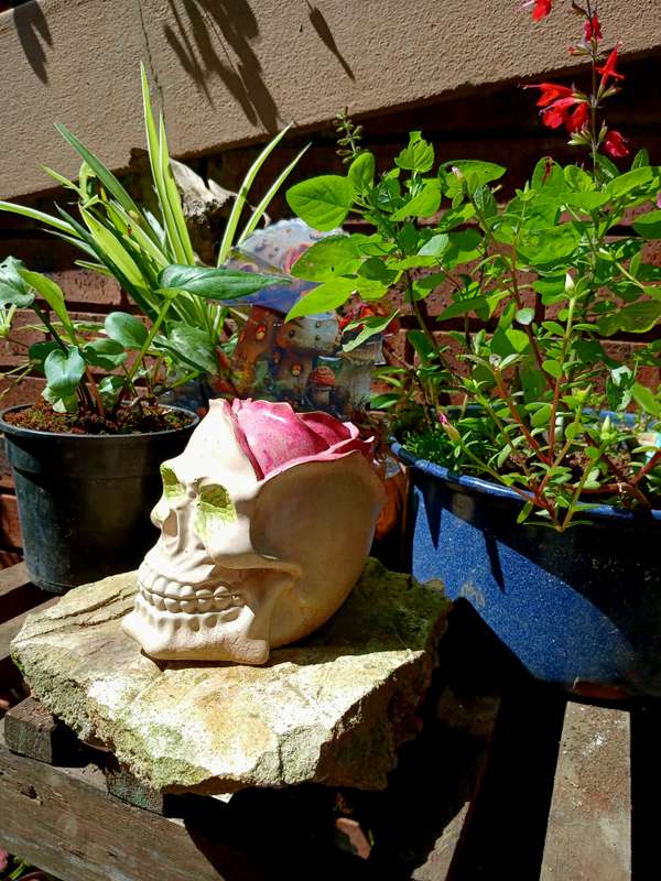 Hand-Cast Skull Planter with Rose  22cm Gothic Flowerpot for Home & Garden
