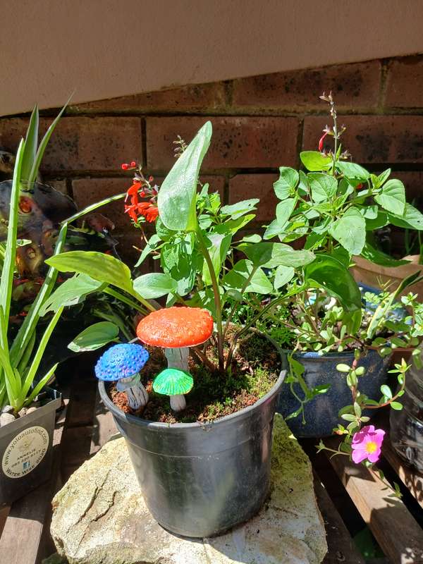 Handmade Mushroom Set  Fairy Garden & Potted Plant Decor