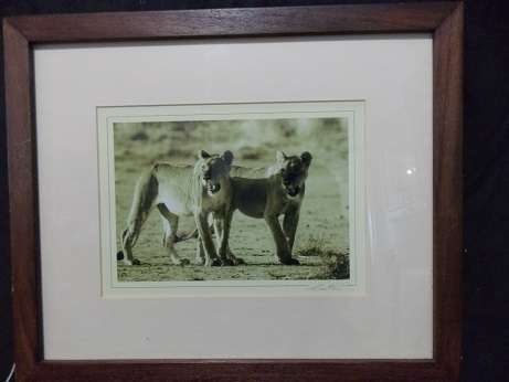 Print of Two Beautiful Lionesses