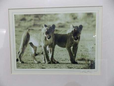 Print of Two Beautiful Lionesses