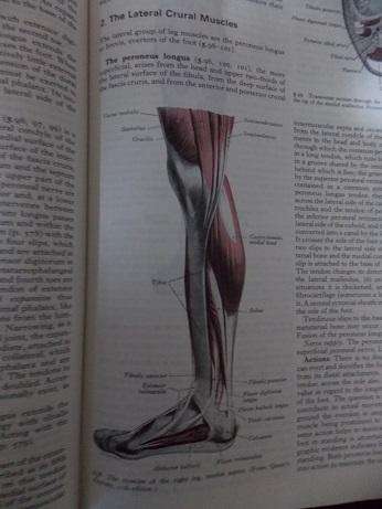 Gray's Anatomy 35th Edition