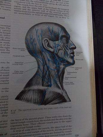 Gray's Anatomy 35th Edition