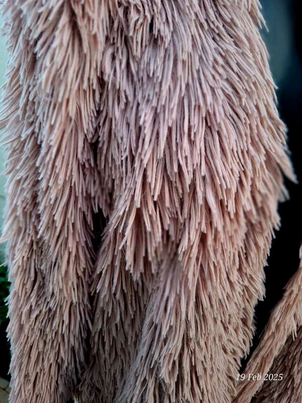 Dusty pink fur coat by Cape town designer Cindy Bam. Size M