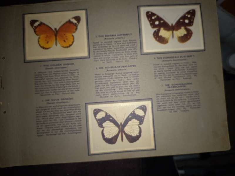 Springbok Butterflies Cigarette Cards (102A)