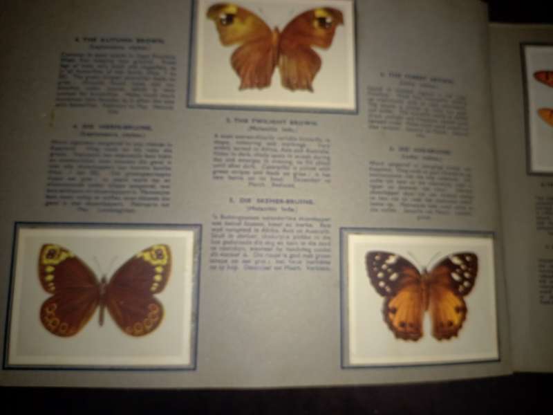 Springbok Butterflies Cigarette Cards (102A)