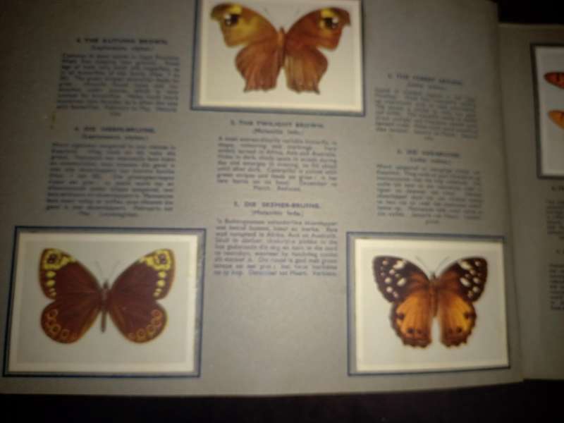 Springbok Butterflies Cigarette Cards (102A)