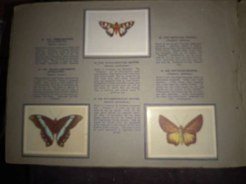 Springbok Butterflies Cigarette Cards (102A)