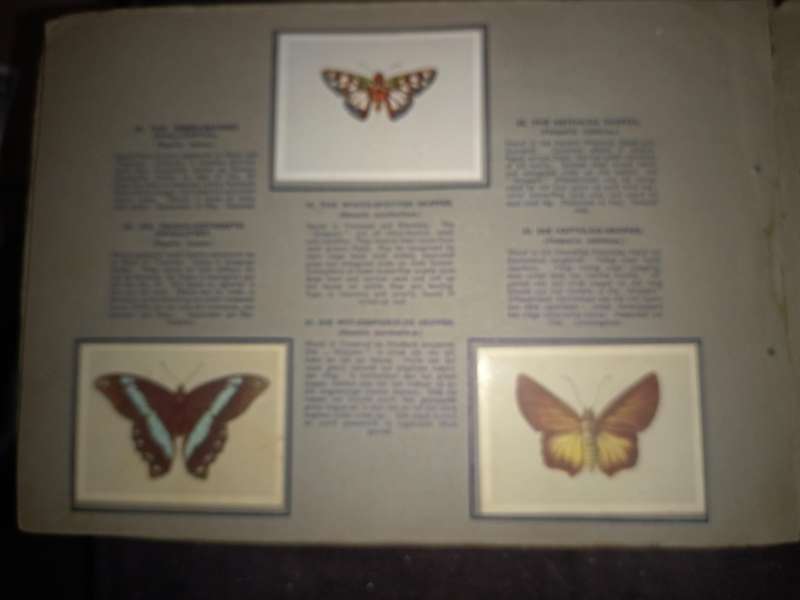 Springbok Butterflies Cigarette Cards (102A)