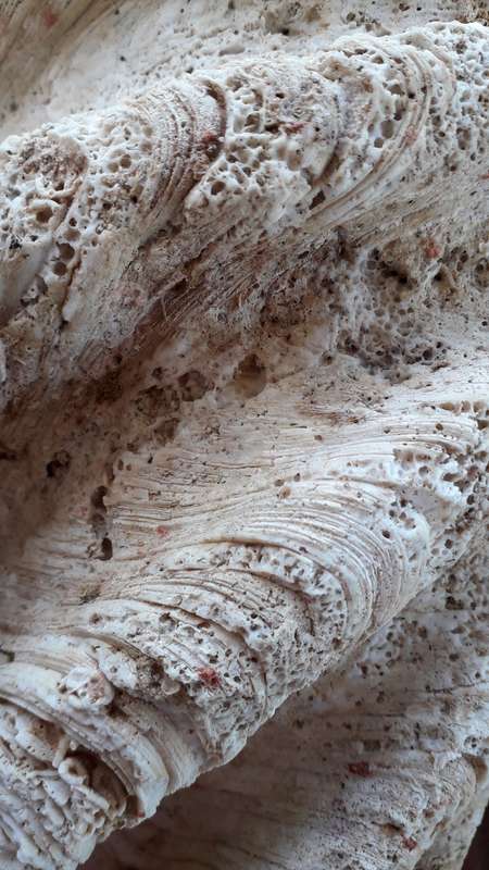 Giant Clam Shell
