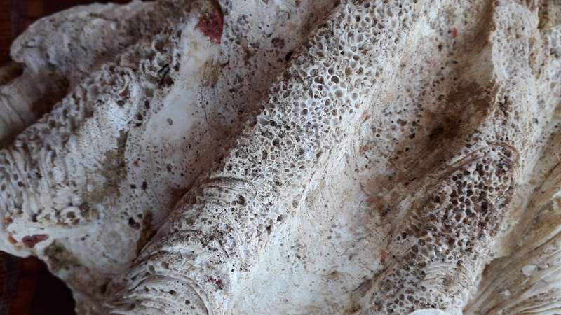 Giant Clam Shell