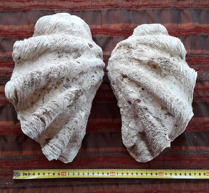 Giant Clam Shell